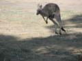 Kangaroo Bounding